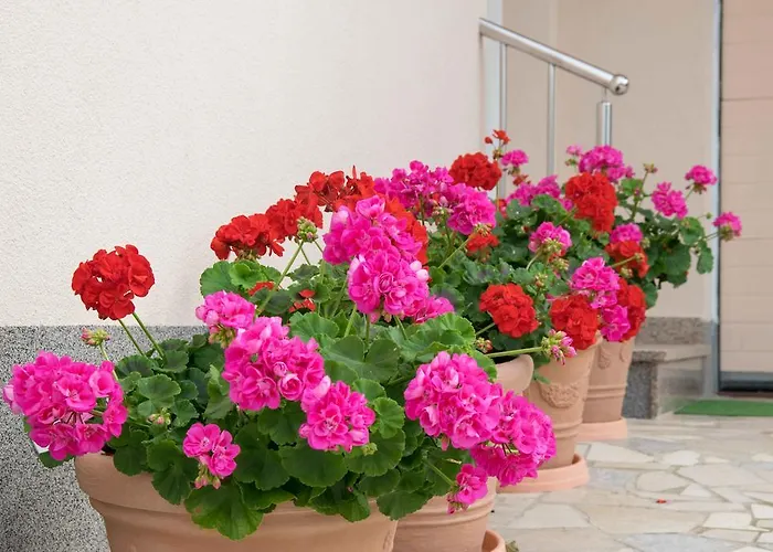 Apartmán Hortensia *