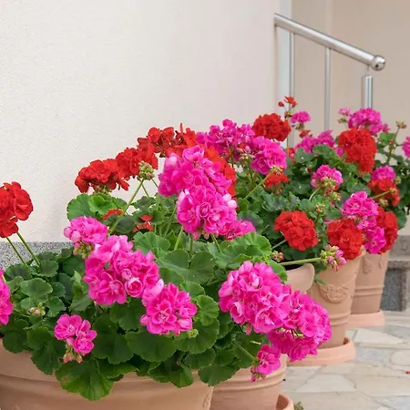 Apartment Hortensia *