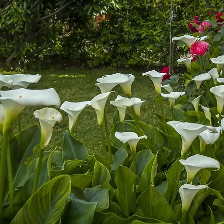 Hortensia Apartment