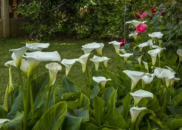 Hortensia Apartamento